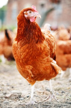 Geleneksel tavuk çiftliğinde tavuklar