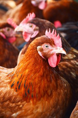 Geleneksel tavuk çiftliğinde tavuklar