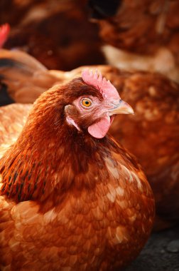 Geleneksel tavuk çiftliğinde tavuklar