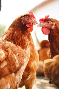 Geleneksel tavuk çiftliğinde tavuklar
