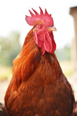 horoz üzerinde geleneksel ücretsiz aralığı tavuk çiftliği