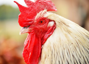 horoz üzerinde geleneksel ücretsiz aralığı tavuk çiftliği