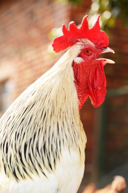 horoz üzerinde geleneksel ücretsiz aralığı tavuk çiftliği