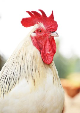 horoz üzerinde geleneksel ücretsiz aralığı tavuk çiftliği