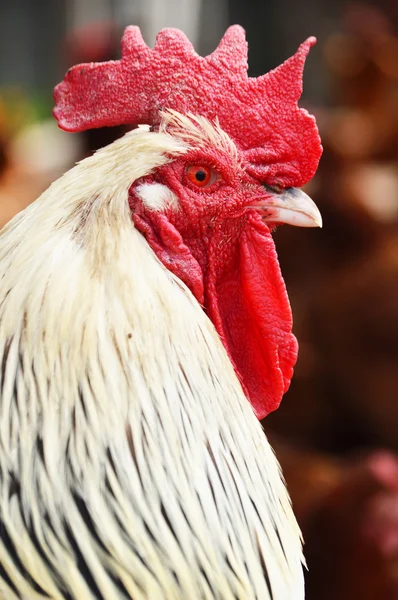 Rooster on traditional free range poultry farm — Stock Photo, Image
