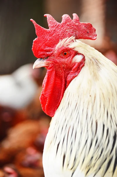 Horoz üzerinde geleneksel ücretsiz aralığı tavuk çiftliği — Stok fotoğraf