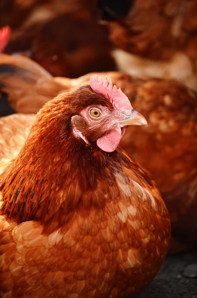 전통적 인 무료 가금 류 농장에서 생산되는 닭 — 스톡 사진
