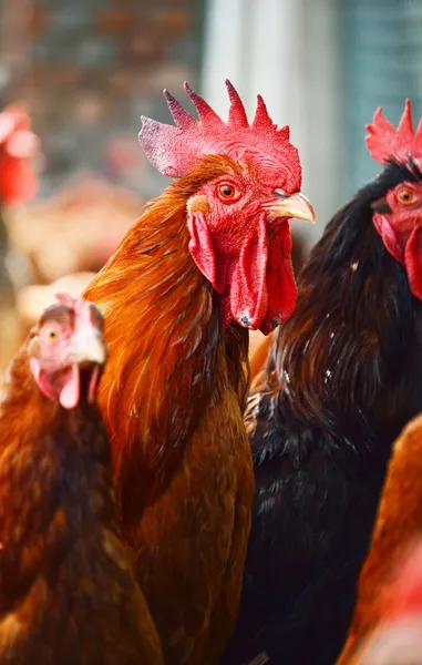 Gallo en granja de aves de corral tradicional — Foto de Stock