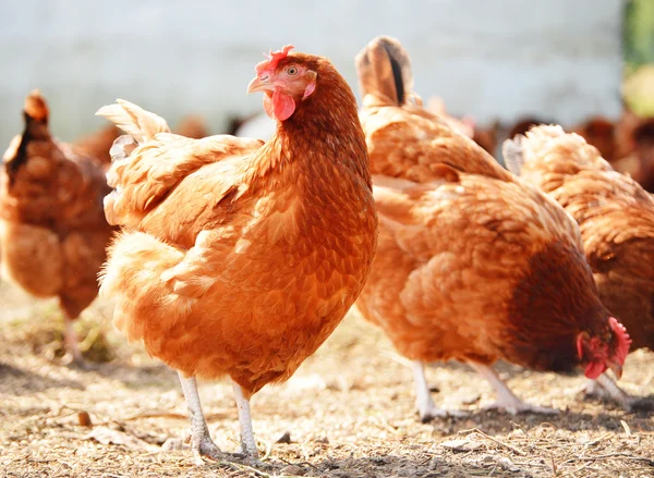 Ayam di peternakan unggas tradisional. — Stok Foto