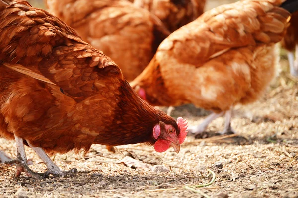 Galinhas na tradicional fazenda de aves de capoeira ao ar livre — Fotografia de Stock