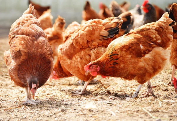 Poulets dans une ferme avicole traditionnelle en plein air — Photo