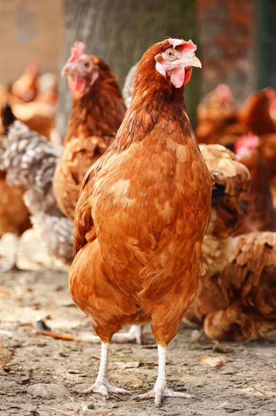 Galinhas na tradicional fazenda de aves de capoeira ao ar livre — Fotografia de Stock