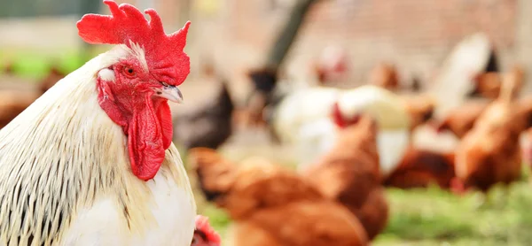 Ayam jago di peternakan unggas tradisional — Stok Foto