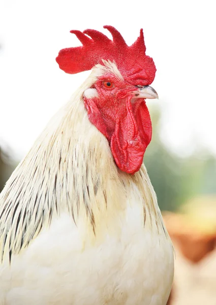 Rooster on traditional free range poultry farm — Stock Photo, Image