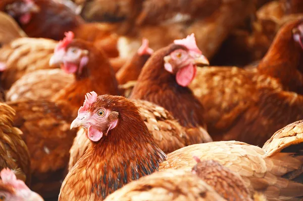 Kycklingar på traditionell frigående fjäderfäfarm — Stockfoto