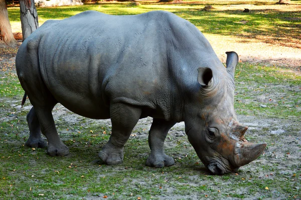 Носорог в природной среде — стоковое фото