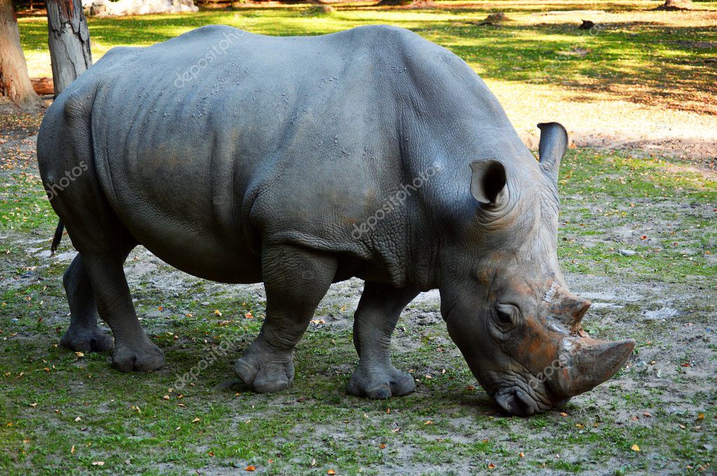 Rhinoceros in natural environment Stock Photo by ©monticello 30353707 Rhinoceros in natural environment Stock Photo by ©monticello 30353707