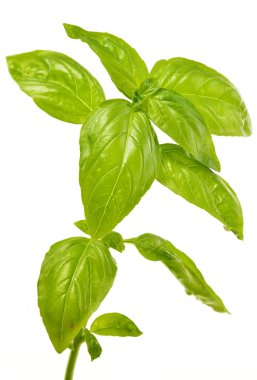 Beyaz arkaplanda taze fesleğen