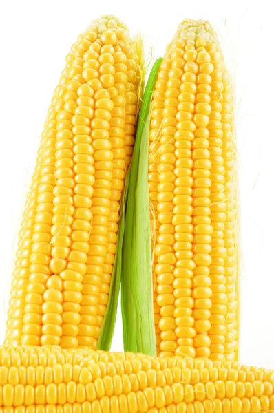 Ears of corn isolated on a white background — Stock Photo, Image