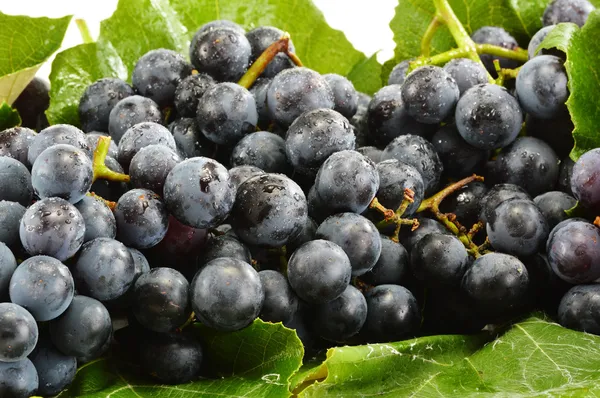 Ramo de uvas rojas frescas —  Fotos de Stock