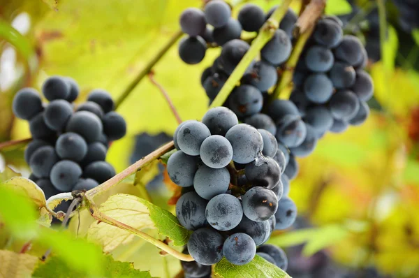Bunch of fresh red grapes in vineyard — Stock Photo, Image