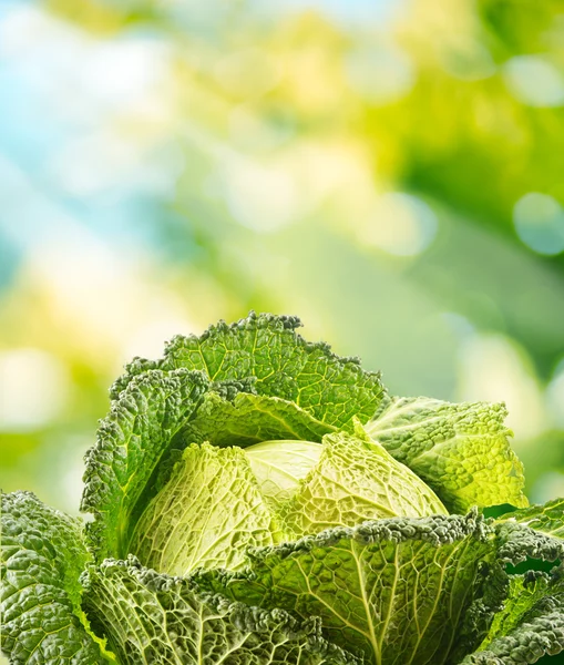 Fresh raw cabbage in the garden — Stock Photo, Image