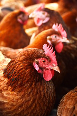 Geleneksel tavuk çiftliğinde tavuklar