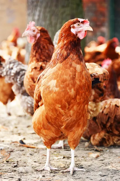 Galinhas na tradicional fazenda de aves de capoeira ao ar livre — Fotografia de Stock