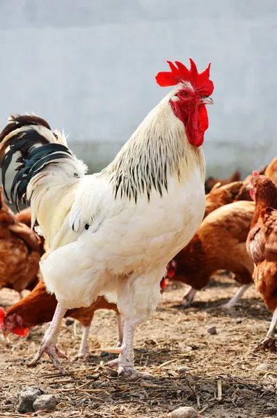 Horoz üzerinde geleneksel ücretsiz aralığı tavuk çiftliği — Stok fotoğraf