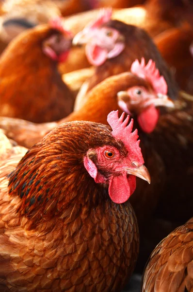 Poulets dans une ferme avicole traditionnelle en plein air — Photo