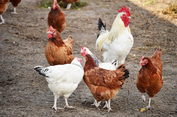 Chickens on traditional free range poultry farm