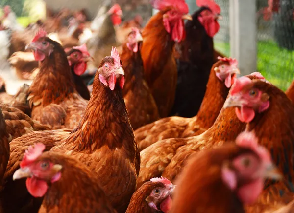 Galinhas na tradicional fazenda de aves de capoeira ao ar livre — Fotografia de Stock