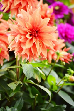 Eylül bahçede çiçek açan dahlias