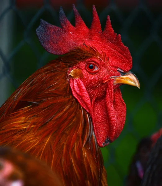 Galo na tradicional fazenda de aves de capoeira ao ar livre — Fotografia de Stock