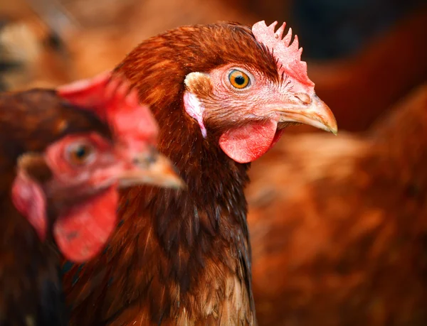 Pollos en granja de aves de corral tradicional — Foto de Stock