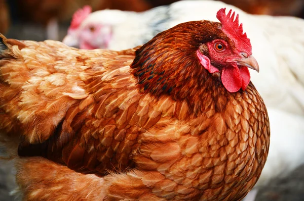 Pollos en granja de aves de corral tradicional — Foto de Stock