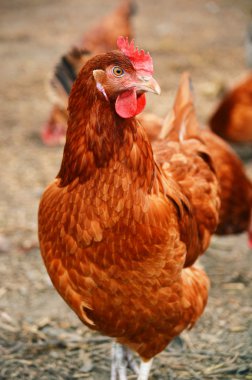 Geleneksel tavuk çiftliğinde tavuklar