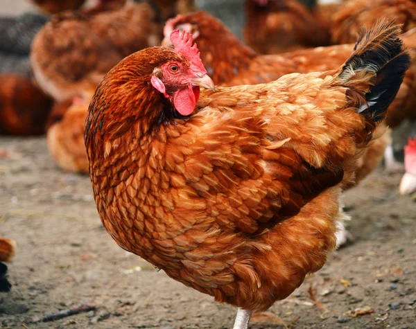 Galinhas na tradicional fazenda de aves de capoeira ao ar livre — Fotografia de Stock