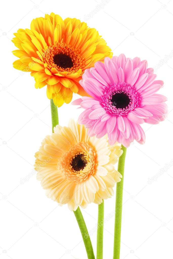 Composition with three gerberas isolated on white