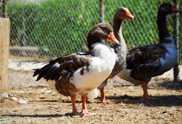 Duck on the farm — Stock Photo, Image