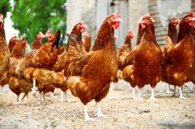Geleneksel tavuk çiftliğinde tavuklar