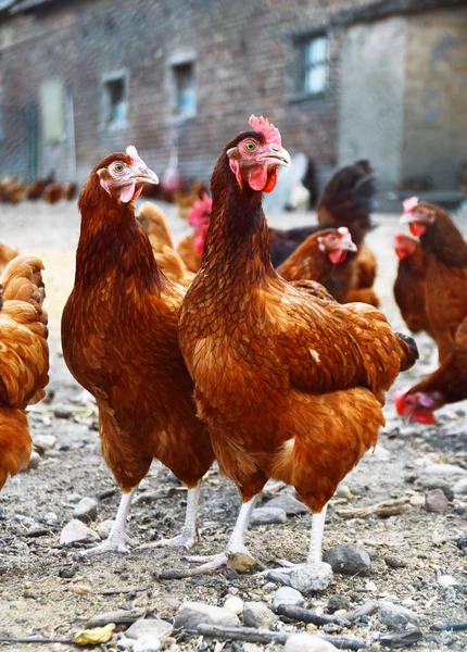 Pollos en granja de aves de corral tradicional — Foto de Stock