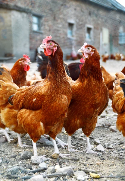Polli in allevamento di pollame tradizionale allevato all'aperto — Foto Stock