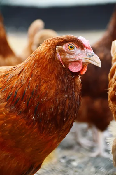 Pollos en granja de aves de corral tradicional — Foto de Stock