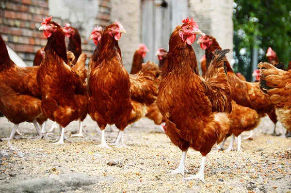 Pollos en granja de aves de corral tradicional — Foto de Stock