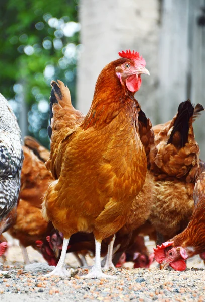 Kippen op traditionele scharrelpluimveehouderij — Stockfoto