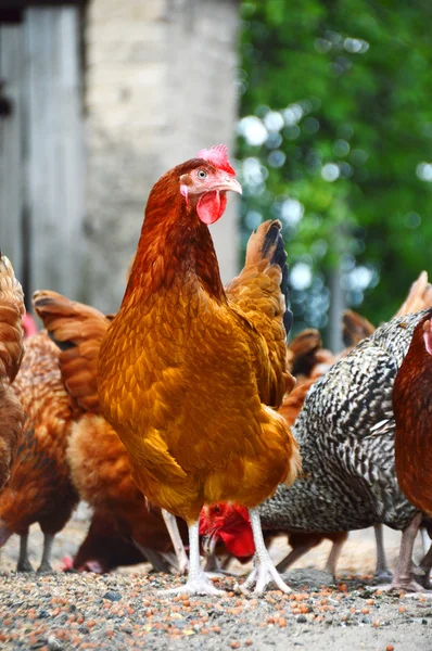 Galinhas na tradicional fazenda de aves de capoeira ao ar livre — Fotografia de Stock