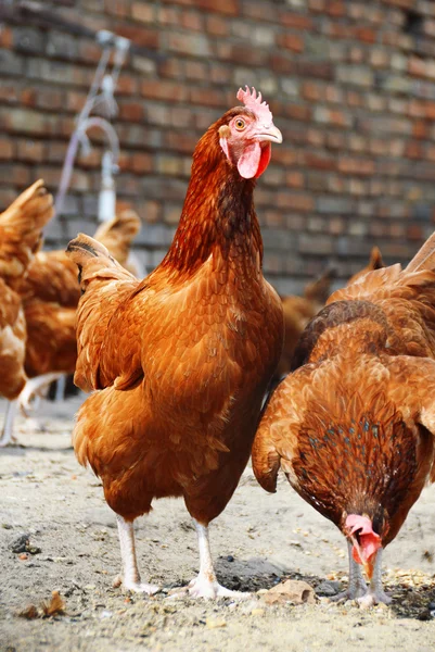 Galinhas na tradicional fazenda de aves de capoeira ao ar livre — Fotografia de Stock