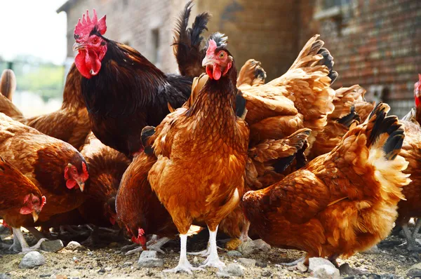 Pollos en granja de aves de corral tradicional — Foto de Stock