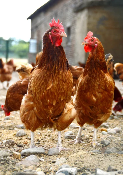 Galinhas na tradicional fazenda de aves de capoeira ao ar livre — Fotografia de Stock